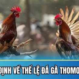 đá gà thomo ngày 25 thắng 12
