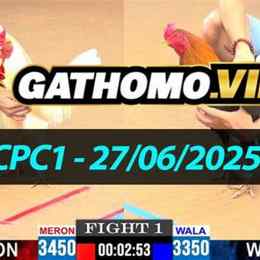 đá gà thomo ngày 27 tháng