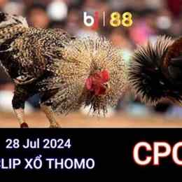đá gà thomo ngày 28 thắng 11