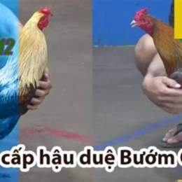 đá gà thomo trận 12 hôm nay