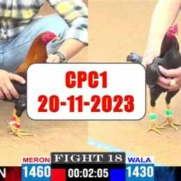 đá gà thomo trận 20 ngày 11/5