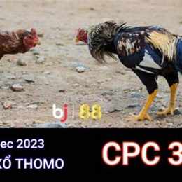 đá gà thomo trận 30 ngày 11 tháng 04
