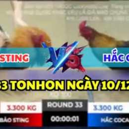 đá gà thomo trận 33 ngày 9 tháng 11