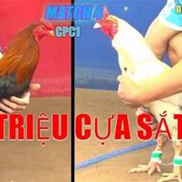 đá gà thomo youtube