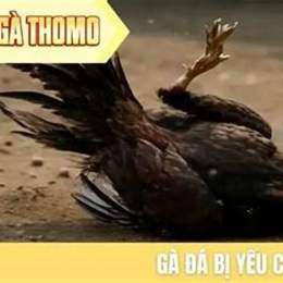 đá gà thomo123