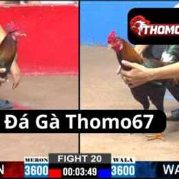 đá gà thomo67.net