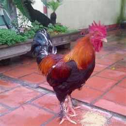 đá gà tò mò
