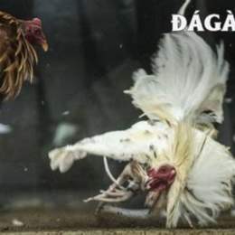 đá gà tonhon trực tiếp hôm nay