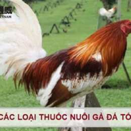 da ga tot nhat viet nam