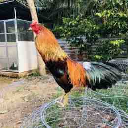 đá gà trầm cựa