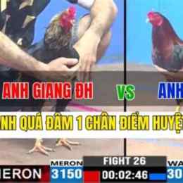 đá gà trận 26 bảo sting