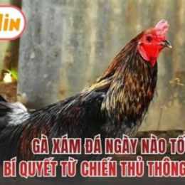 da ga tran 26 ngay 13 10