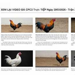 đá gà trận 28 cpc3 hôm nay
