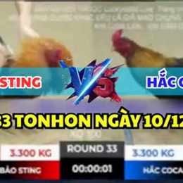đá gà trận 33 c2