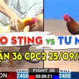 đá gà trận 36 c3