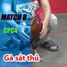 đá gà trận 8 c1