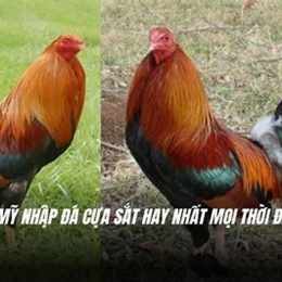 da ga tre cua sat hay nhat