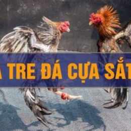 da gà tre cua sat