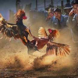 đá gà tre ngày 17 tháng 7