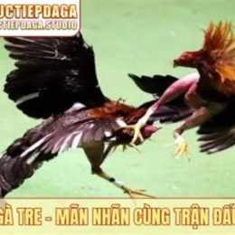đá gà tre trên mạng