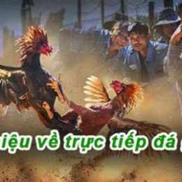 đá gà tre trực tiếp 67
