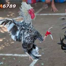 đá gà trực giếp
