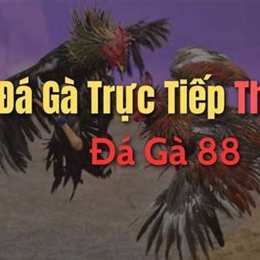 da ga truc tien hom qa 88