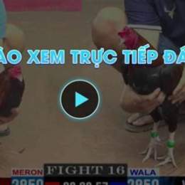 da ga truc tiep 23 3