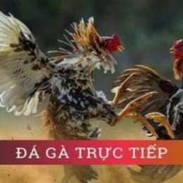 đa ga truc tiep 4k