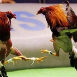 đá gà trực tiếp 5 5