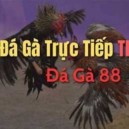 đá gà trực tiếp 88 đá gà trực tiếp 88