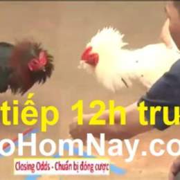 đá gà trực tiếp bình luận viên ngày 11 tháng 2