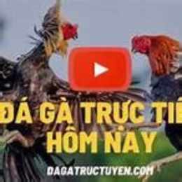 da ga truc tiep binh luon vien