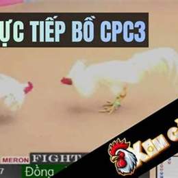 đá gà trực tiếp bồ cpc3
