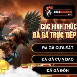 đá gà trực tiếp c3 15 10