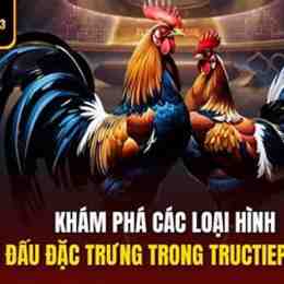 đá gà trực tiếp c3 trận 12