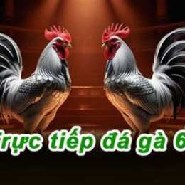 đa gà trực tiếp c4 hôm nay