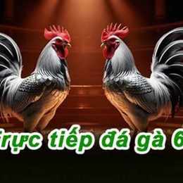 đá gà trực tiếp c4 hôm quả