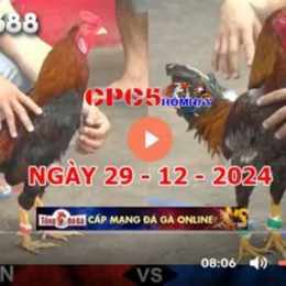 đá gà trực tiếp c5 c2