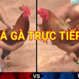 da ga truc tiep. cam puchia