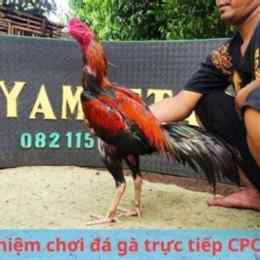 đá gà trực tiếp cp4 dagatv.online