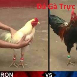 đá gà trực tiếp hôm nay thu 4