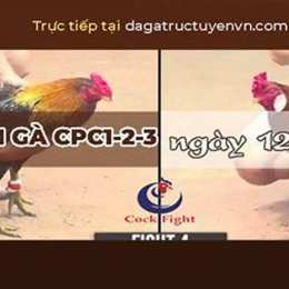 đá gà trực tiếp ngày 13 tháng 3