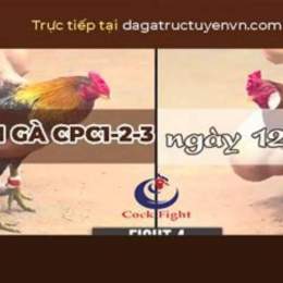 đá gà trực tiếp ngày 13 tháng 9