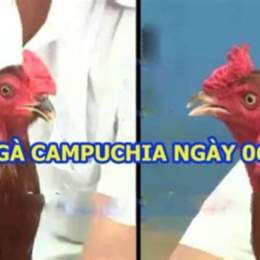 da ga truc tiep ngay 6/11