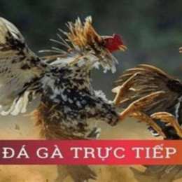 đá gà trực tiếp ở việt nam
