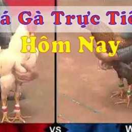 đã gà trực tiếp thôi mo