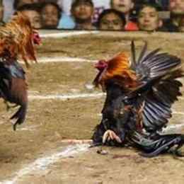 đá gà trực tiếp thomo 30/7