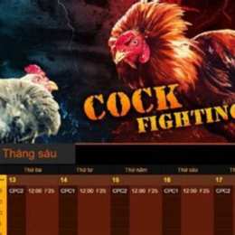đá gà trực tiếp thomo 8 tháng 7