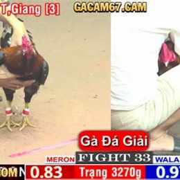 đá gà trực tiếp thomo binh luan tieng viet